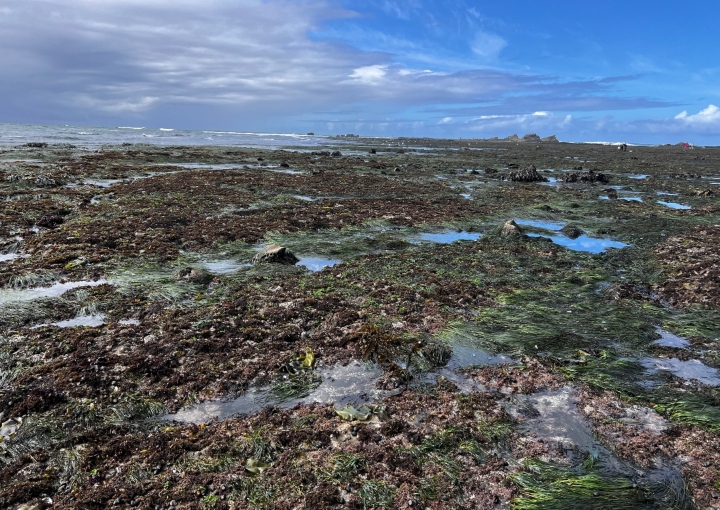 Tidepooling